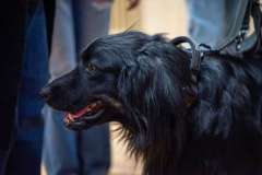 Pokazy psów tropiących